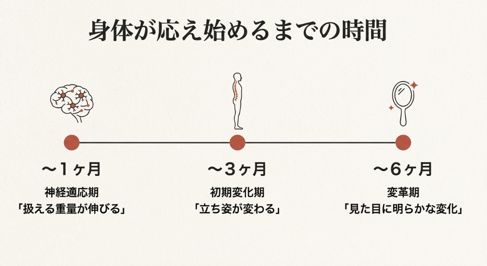デッドリフト継続1ヶ月での神経適応、3ヶ月での立ち姿の変化、6ヶ月での見た目の変化を示す期間別タイムライン