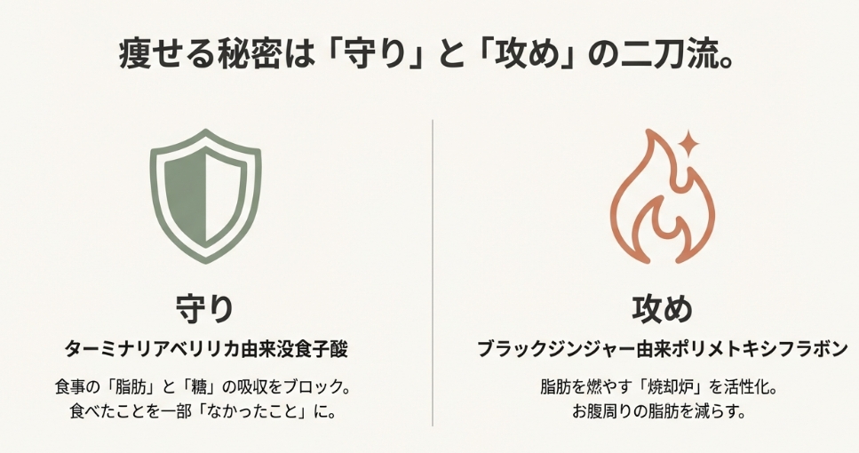 痩せる秘密は攻めと守りの二刀流。ターミナリアベリリカによる吸収抑制とブラックジンジャーによる脂肪燃焼のメカニズム図解