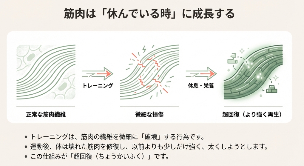 筋肉が破壊され、休息によって以前より強く再生する「超回復」のイラスト図解