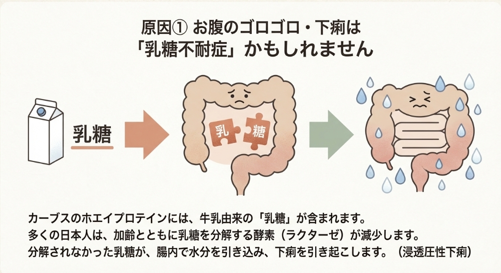 乳糖不耐症のメカニズムとプロテインでお腹を下す原因の図解