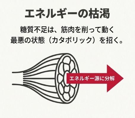 糖質不足により、筋肉の分解が起きてしまう