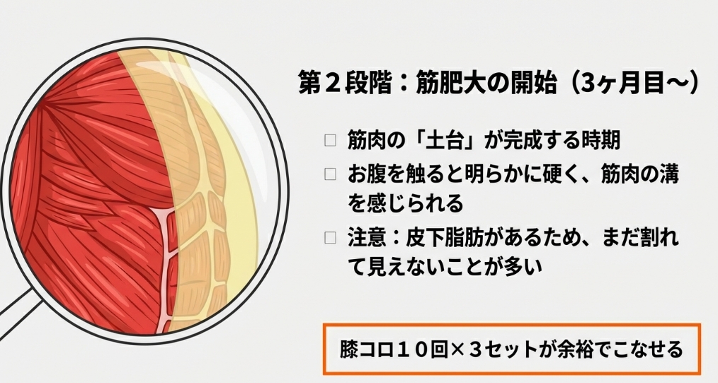 腹筋ローラー3ヶ月目の筋肥大効果と筋肉断面の拡大イメージ