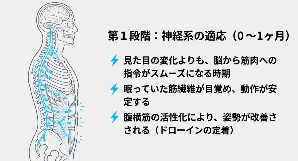 腹筋ローラー開始1ヶ月目の神経系適応と脳から筋肉への指令伝達図