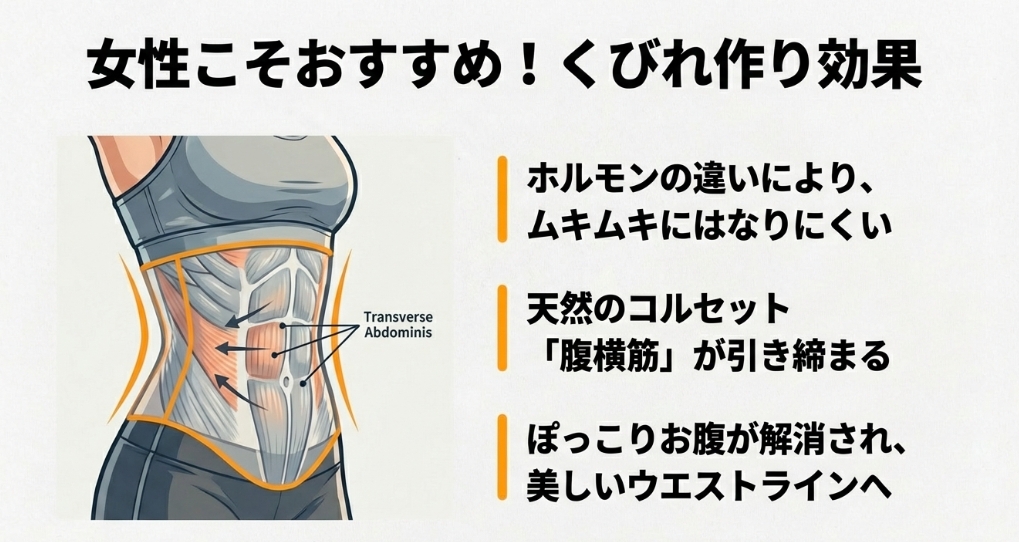 腹筋ローラーによる腹横筋への効果と女性の美しいウエストライン形成図