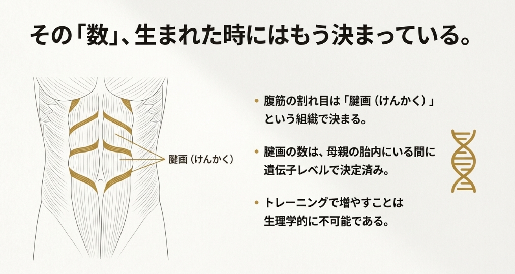 腹直筋の腱画の構造図解とパック数が遺伝で決まる仕組み