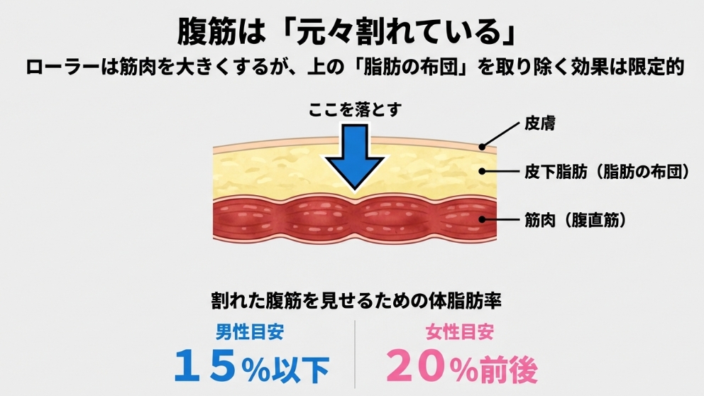 腹筋が割れて見えない原因となる皮下脂肪と筋肉の断面構造図