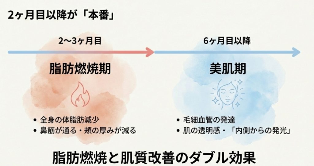 2ヶ月目以降が本番。2〜3ヶ月目は脂肪燃焼期で鼻筋が通り頬の厚みが減る。6ヶ月目以降は美肌期で毛細血管が発達し肌の透明感が増す。