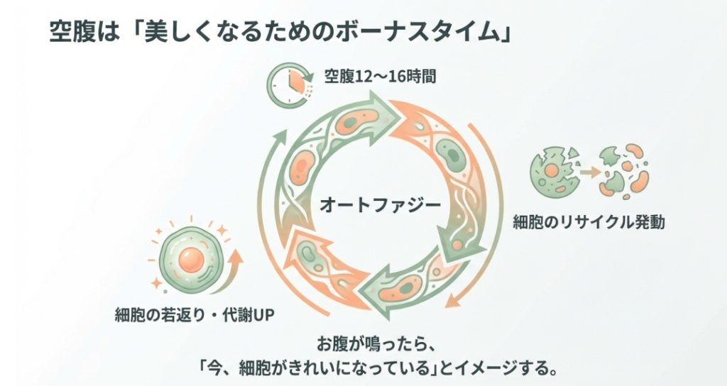 空腹時間12時間から16時間で発動するオートファジーの細胞リサイクル効果