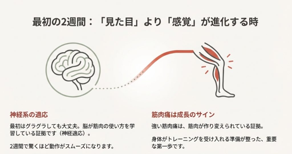 ブルガリアンスクワット開始直後は見た目よりも神経系が適応し動作がスムーズになる期間であることの解説