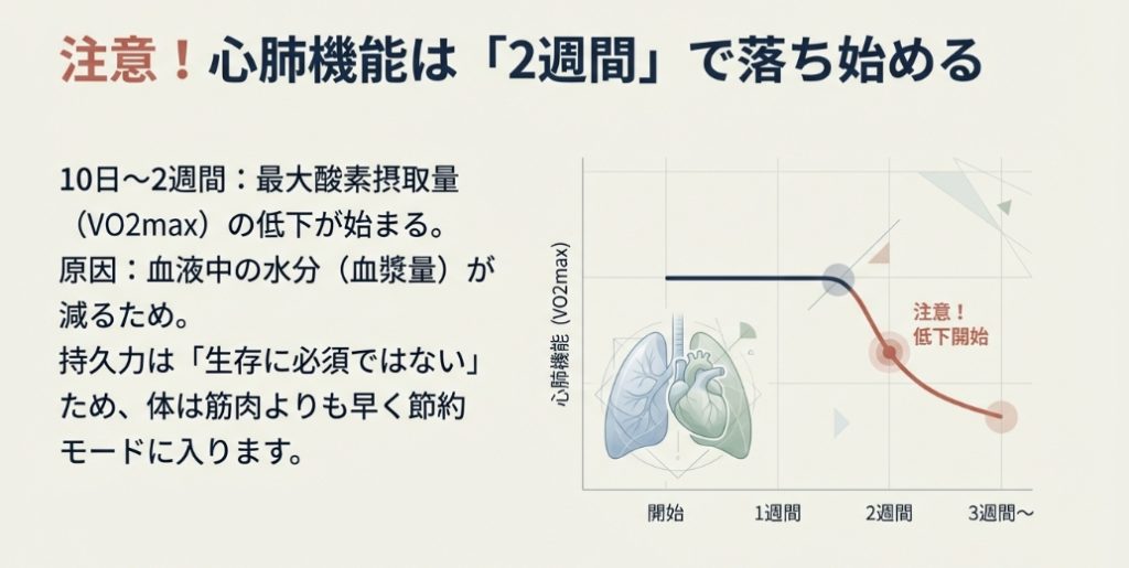 心肺機能（VO2max）は運動中止後2週間で低下し始めるグラフ