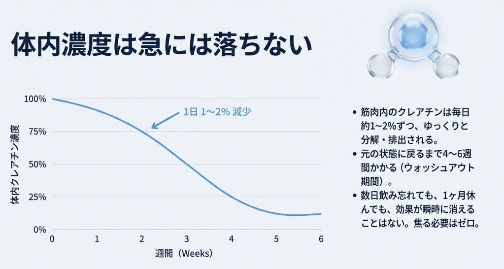クレアチン摂取中止後の体内濃度減少推移とウォッシュアウト期間のグラフ
