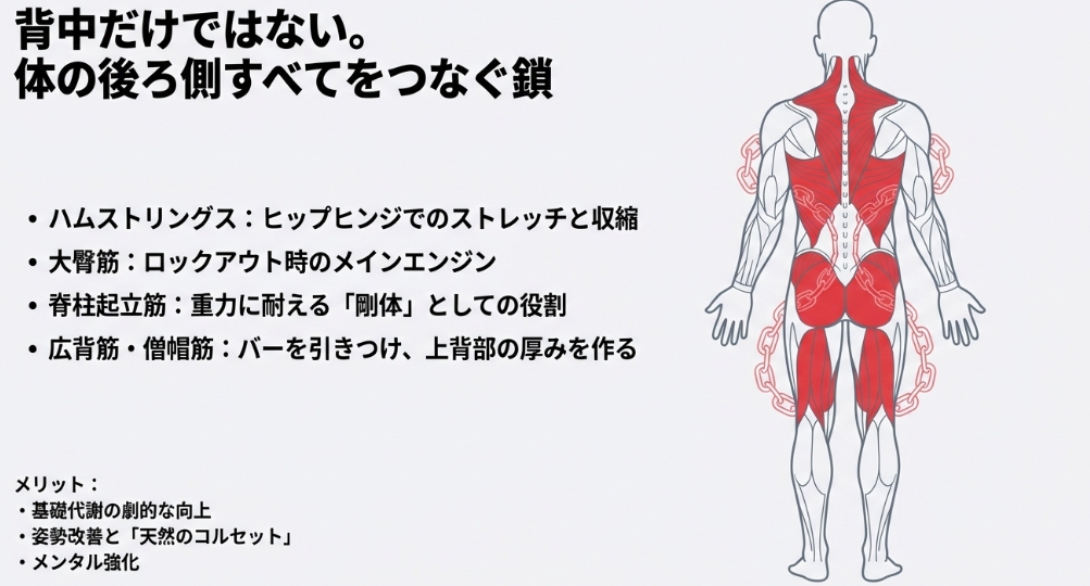 背中の筋肉（広背筋・僧帽筋）からお尻、ハムストリングスまで、身体の後ろ側すべて（ポステリアチェーン）が鎖のように連動している解剖図。