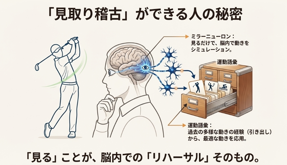 ミラーニューロンによる脳内シミュレーションと運動語彙の検索プロセスを示すイラスト