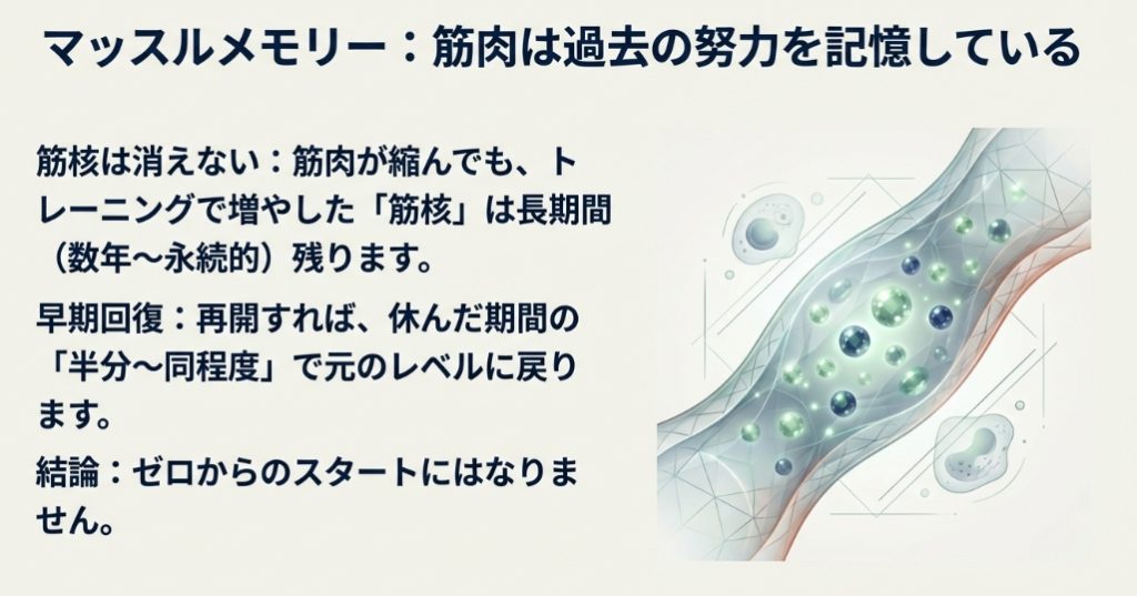 マッスルメモリーの仕組み：筋肉が縮んでも筋核は長期間残存する