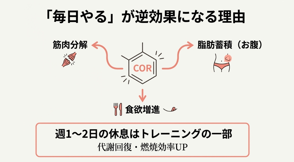 「毎日やる」が逆効果になる理由。ストレスホルモンCOR（コルチゾール）により筋肉分解、脂肪蓄積、食欲増進が起きる。週1〜2回の休息はトレーニングの一部。