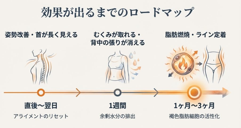 直後から1週間、3ヶ月までの肩甲骨ダイエットによる姿勢改善、むくみ解消、脂肪燃焼のタイムライン