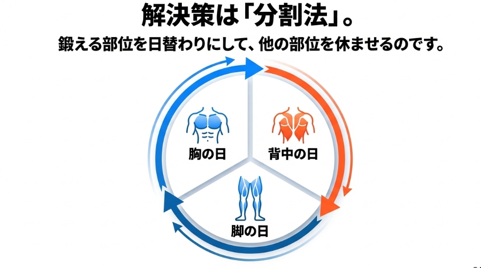 胸の日、背中の日、脚の日をローテーションさせて部位を休ませる分割法のサイクル図解