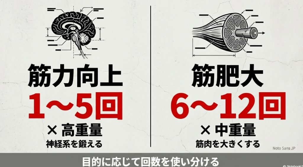 神経系を鍛える低回数と筋肉を大きくする中回数の目的別使い分け図