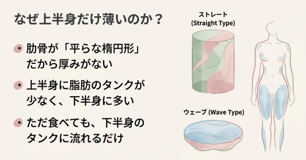 骨格ウェーブの肋骨が平らな楕円形であり、上半身に厚みが出にくい構造を示した図