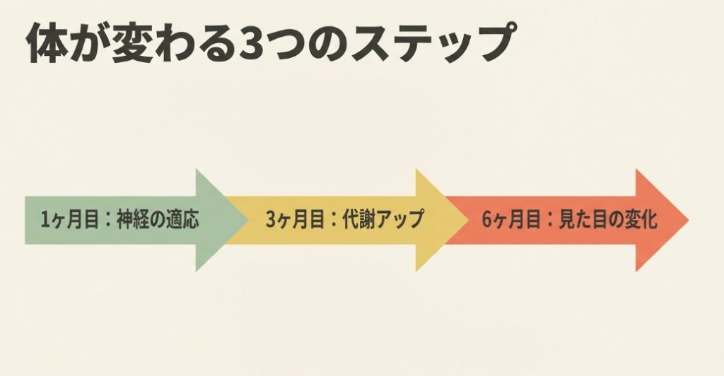 1ヶ月目は神経適応、3ヶ月目は代謝アップ、6ヶ月目は見た目の変化を示す3段階のステップ図