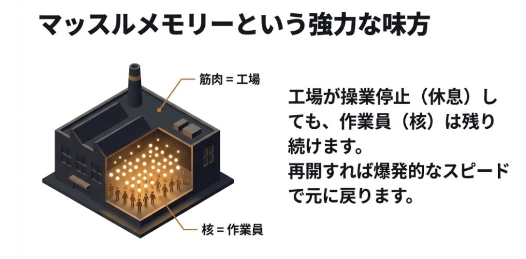 マッスルメモリーの仕組みを工場と作業員（筋核）に例えた図解