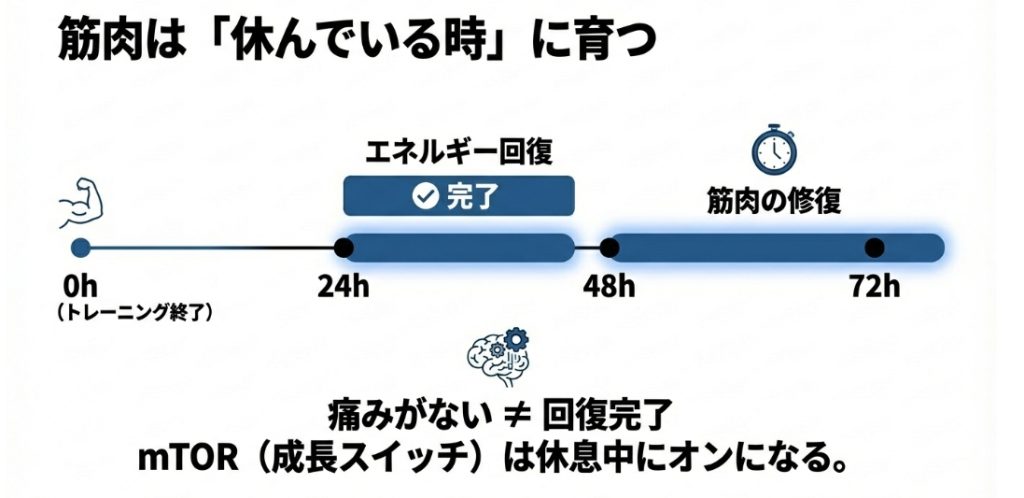 筋トレ後のエネルギー回復は24時間で完了するが、筋肉の修復には48〜72時間かかることを示す図