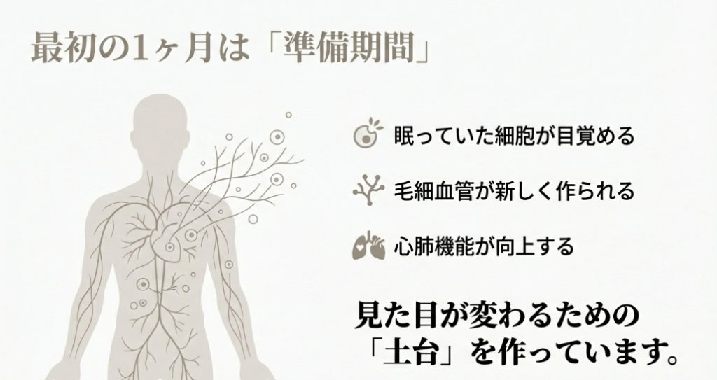 ランニング最初の1ヶ月は準備期間であり、細胞の目覚めや毛細血管の新生、心肺機能の向上など見た目が変わるための土台を作っていることを解説した図