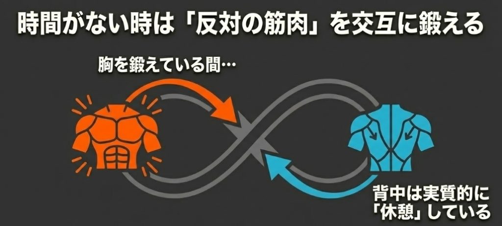 胸を鍛えている間、背中は実質的に休憩している状態になり、トレーニング時間を短縮できる裏ワザの解説