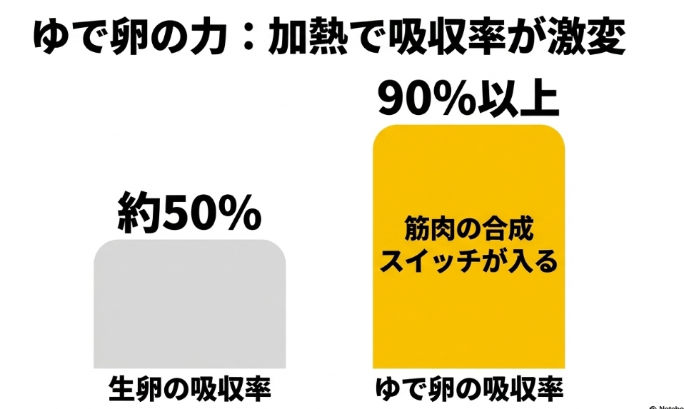 生卵のタンパク質吸収率が約50%であるのに対し、ゆで卵にすると吸収率が90%以上になり筋肉の合成スイッチが入ることを示す図解