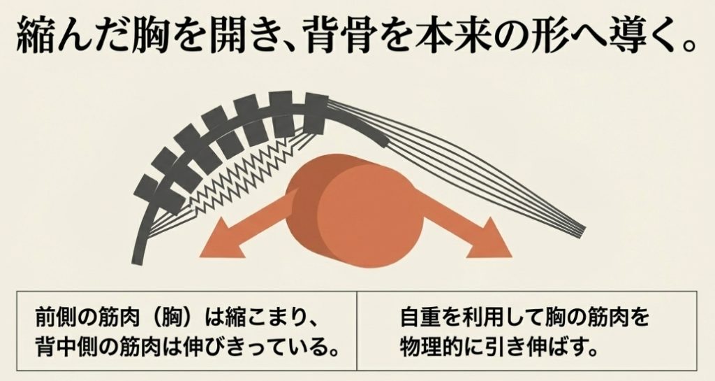 フォームローラーで縮んだ胸を開き背骨を本来の形へ導くメカニズム