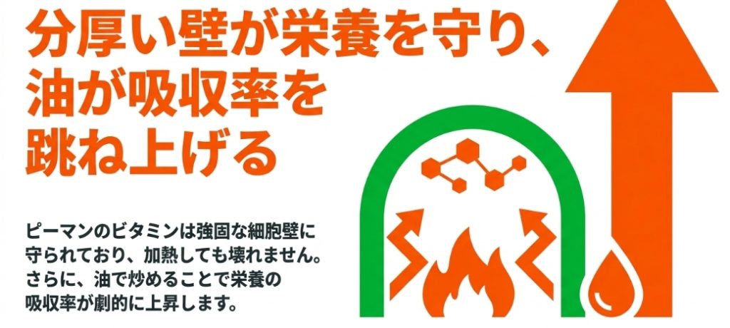 分厚い壁が栄養を守るため加熱に強く、油を使うことで栄養の吸収率が跳ね上がるピーマンの調理の特性を示すスライド