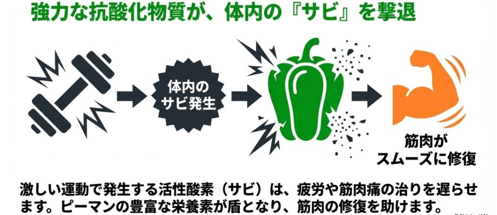 強力な抗酸化物質が体内のサビを撃退し、筋肉をスムーズに修復して疲労回復を早める効果を示すスライド