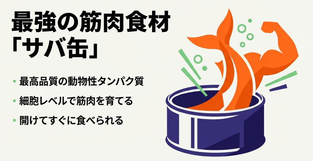 筋肉の成長を細胞レベルで育てる最強の動物性タンパク質食材であるサバ缶のイメージ