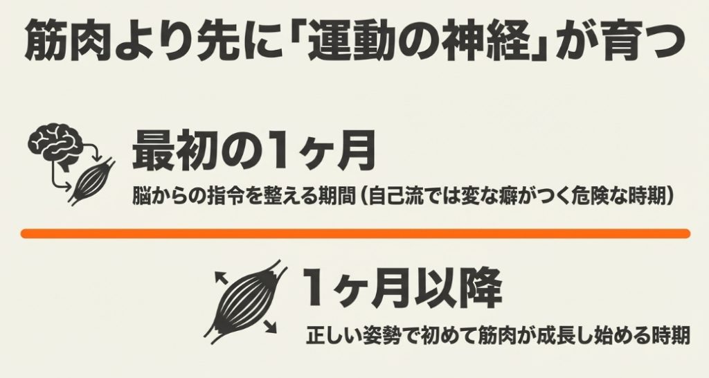 最初の1ヶ月は脳からの指令を整える期間であり、1ヶ月以降に正しい姿勢で初めて筋肉が成長し始めることを示す脳と筋肉のイラスト