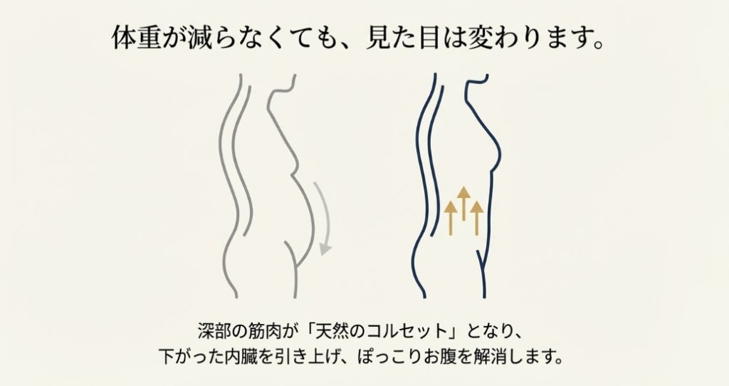 深部の筋肉が天然のコルセットとなり、下がった内臓を引き上げぽっこりお腹を解消する仕組みの図解