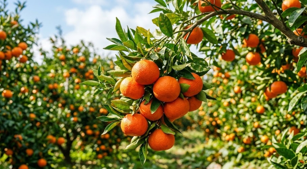 明るい太陽光の下、熟したオレンジ色のみかんが密集した木の枝のクローズアップ。前景の枝には果物がたわわに実り、濃い緑色の葉が周囲を囲んでいる。背景にはさらに多くのみかんの木々が広がる畑が連なり、遠くに青空と白い雲が見える。