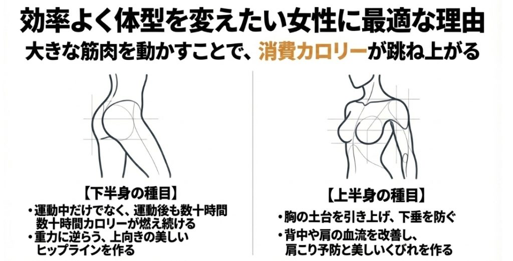 筋トレビッグ5が女性の美しいヒップラインやバストの下垂防止、くびれ作りに効果的であり、大きな筋肉を動かすことで消費カロリーが跳ね上がる理由を解説した図解 。