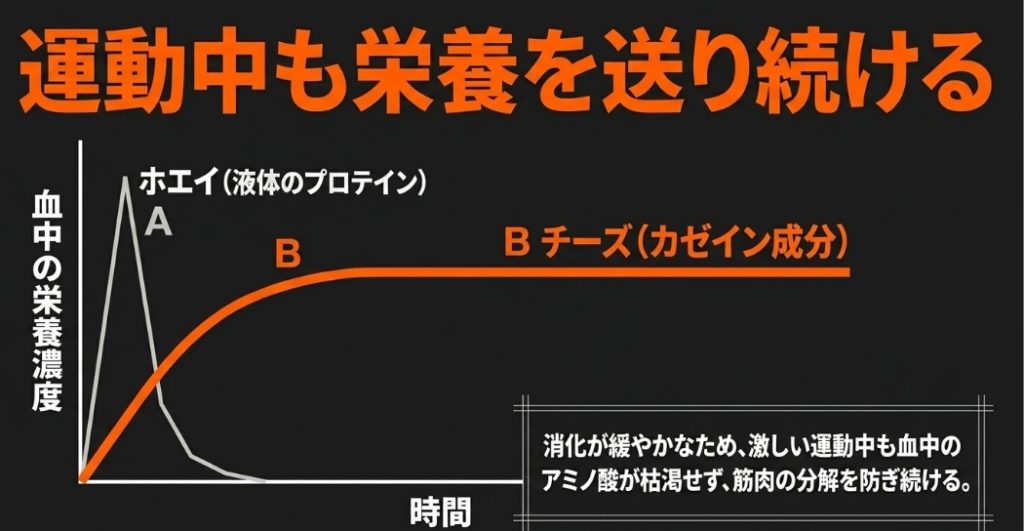 ホエイプロテインとチーズ（カゼイン）の血中栄養濃度の推移を比較したグラフ 。チーズは消化が緩やかなため、激しい運動中も血中のアミノ酸が枯渇せず、筋肉の分解を防ぎ続けることを示している 。