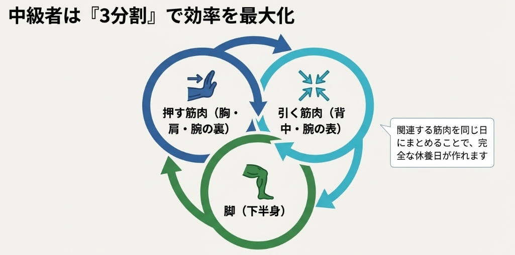 押す筋肉、引く筋肉、脚と関連する筋肉を同じ日にまとめることで効率を最大化する3分割法（PPLルーティン）のサイクル図。