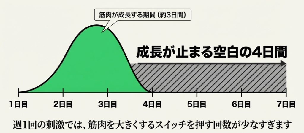 筋肉が成長する期間は約3日間であり、週1回の刺激では成長が止まる空白の4日間が生まれてしまうことを解説したグラフ。