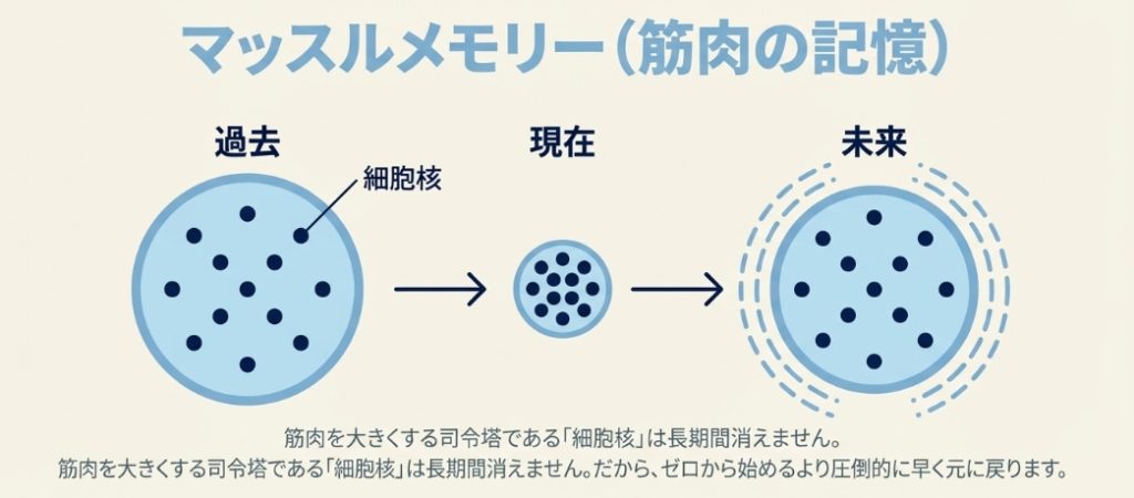過去の筋トレで増えた細胞核が休養中も残り、再開時にマッスルメモリーとして機能する仕組みの図解