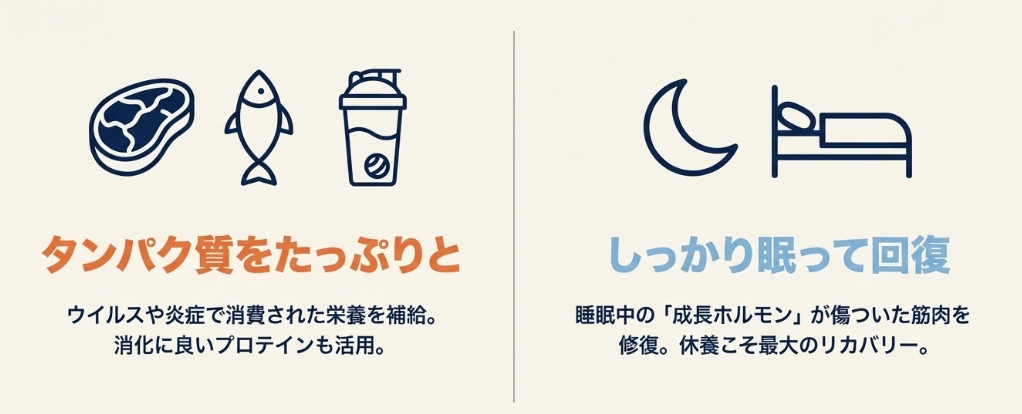 肉や魚、プロテインによるタンパク質摂取と、十分な睡眠による回復が筋肉の成長に不可欠であることを示すアイコン